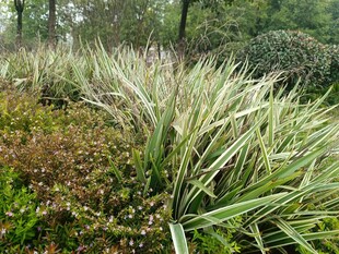 户外葱郁的观赏草景观