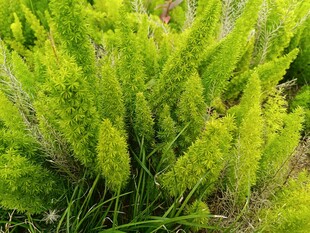 翠绿茂盛的清新植物丛