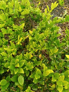 嫩绿繁茂的灌木丛