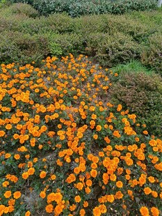 橙色花海绽放于绿野间