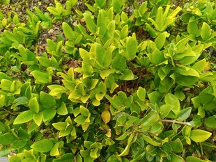 翠绿繁茂的灌木丛