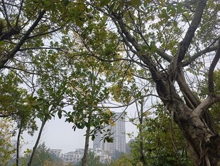 林间远望城市景色