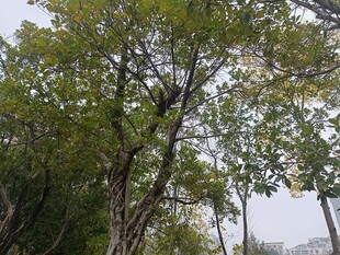 茂密树林中的葱郁树木