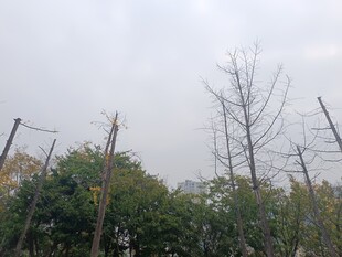 冬日枯树与林立电线杆