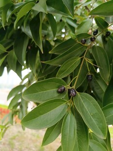 绿叶间的紫黑果实