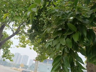 绿叶繁茂的树枝