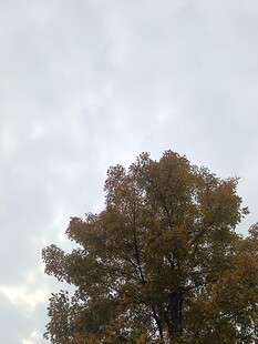 秋日树冠与朦胧天空