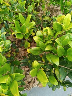 翠绿繁茂的植物叶片