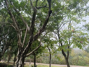 林间繁茂树木景观