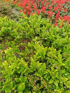 红绿相间的多彩植物景观