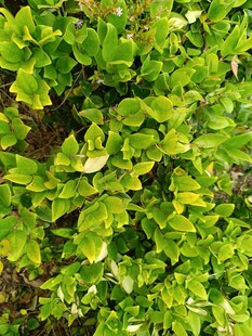 翠绿茂盛的植物叶片