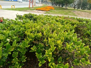 翠绿繁茂的户外灌木丛