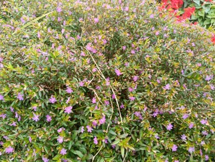 繁茂绿植中的紫色小花