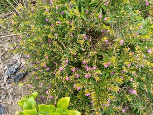 繁茂花丛中的多彩小花