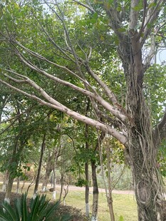 树林中枝干交错的树木