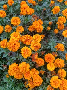 橙色万寿菊绽放美景