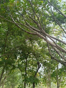 茂密树林中的繁茂枝叶