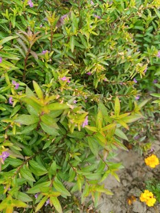 多彩植物花卉景观