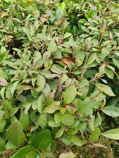 绿叶繁茂的植物景观