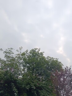 天空下的繁茂绿树