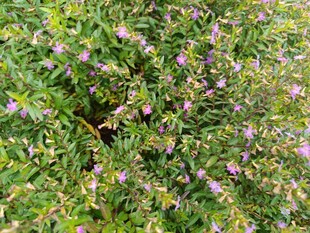 繁茂的紫色小花植物