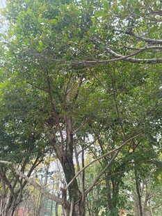 林间绿树与悬挂的灯笼