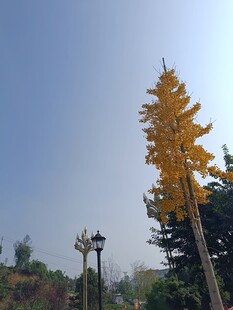 秋日金黄树木与路灯景观