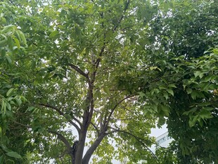 繁茂绿树展现自然生机