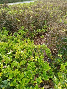 野外繁茂的绿色植物景观