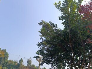 秋日绿树蓝天景致