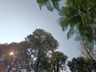 夕阳下的繁茂树木