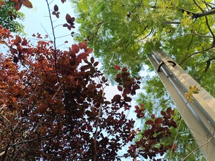 仰视多彩树木景观