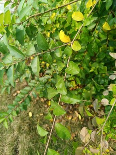 绿叶丛中的黄色小花