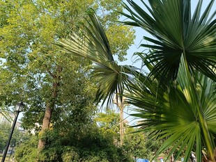 繁茂绿植展现自然生机