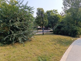 公园小径旁的绿植景观