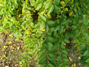 绿叶繁茂的植物景观