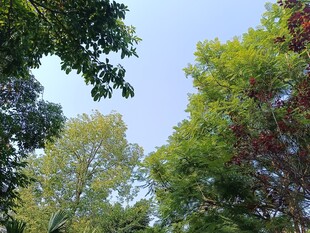 仰视葱郁树木与蓝天