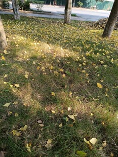 秋日草地落叶景象