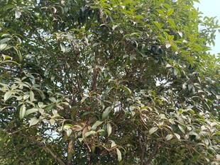 繁茂枝叶的绿树景观