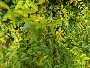 翠绿繁茂的蓬勃植物景观