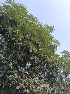 茂盛绿树仰拍景象