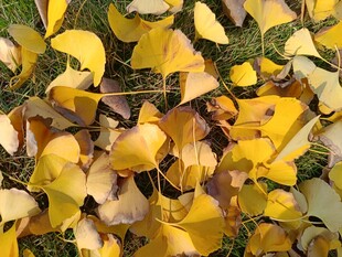 金黄银杏叶铺就秋日美景