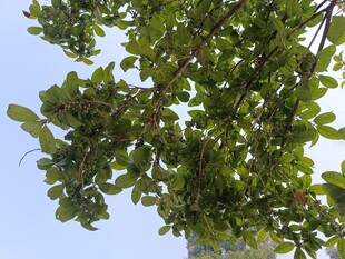 枝叶繁茂的树梢