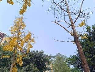 秋日银杏与树木景观