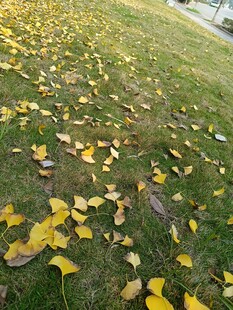 银杏落叶铺就秋日美景