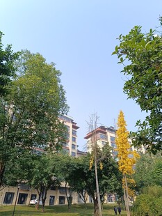 秋日小区旁的绿树与建筑