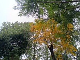 秋日林间斑斓树木景致