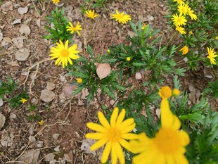 黄色小花绽放于泥土间