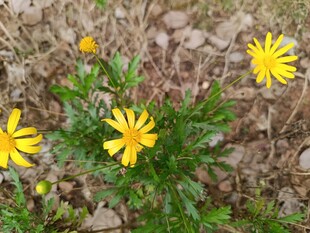 地上绽放的黄色小野花