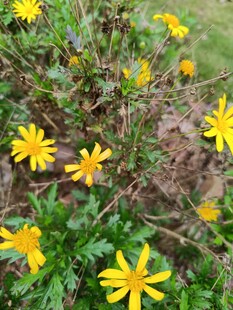 黄色小花绽放于草丛中